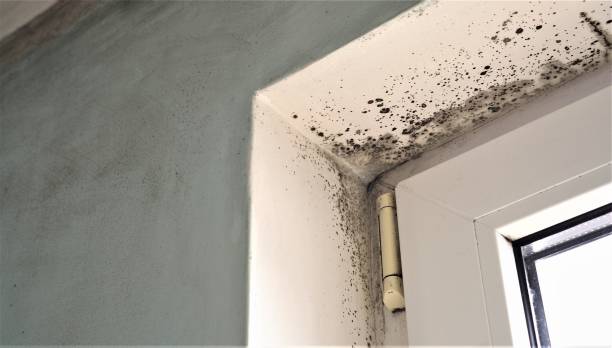 Best Mold-Related Health Consultation  in Martinez, GA