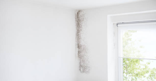Best Comprehensive Air Testing for Mold Contaminants  in Martinez, GA
