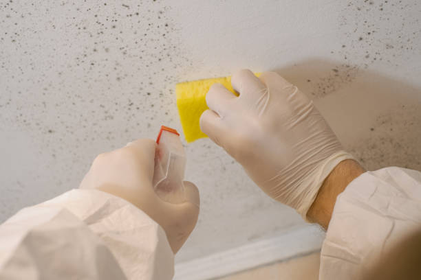 Best Mold Remediation for Healthcare Facilities  in Martinez, GA