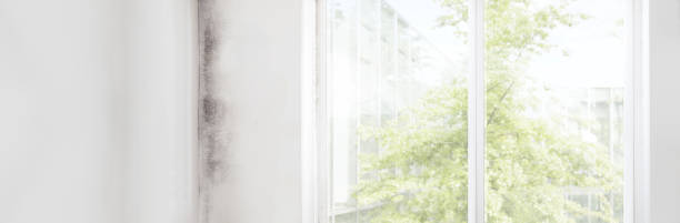 Best Attic Mold Removal  in Martinez, GA