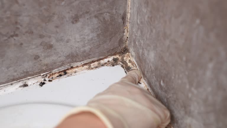 Best Mold Odor Removal Services  in Martinez, GA